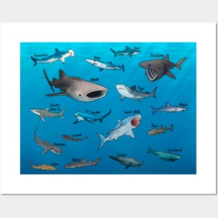 Shark Species Posters and Art